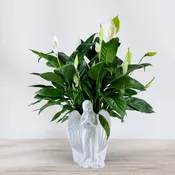 Angel's Embrace Peace Lily