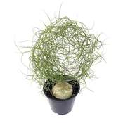Bowiea volubilis (Climbing Onion)