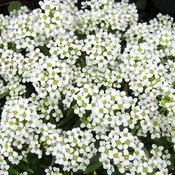 Alyssum: Carpet Of Snow
