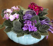 African Violet Planter by Studley’s