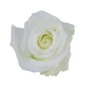 Akito White Roses