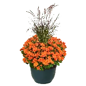 14" Fancy Mum Planter w/ Grass Pumpkin Pie Orange