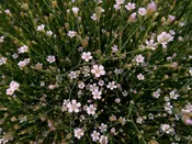 Tunica saxifraga syn. Petrorhagia saxifraga Tunic flower Z 4-8