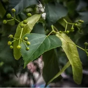 Basswood