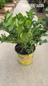 10″/3G Citrus Bush Cocktail