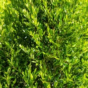 Cherry Laurel