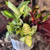 Dish Garden