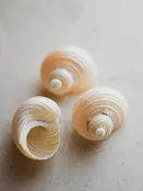 1.5-2" Pearlized Turbo Shell, NA345