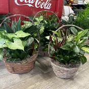 Dish Garden