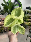 Peperomia Polybotrya Variegated 'Raindrop' — Seattle Plant Daddy
