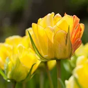 Akebono Darwin Tulip