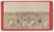 “Cotton Field” Stereoview Photograph