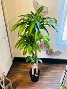 10" Dracaena Massangeana