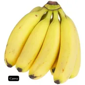 Banana Dwarf Cavendish 8" Pot
