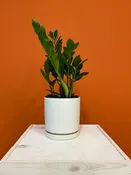 ZZ Plant