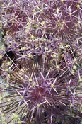 Allium christophii