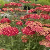 Achillea millefolium 'Paprika' (Yarrow) Unity Grown