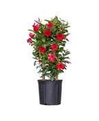 MANDEVILLA ON TRELLIS