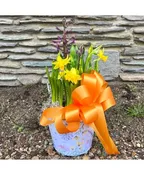 ASSORTED SPRING BULBS