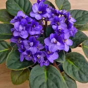 African Violet_Assorted