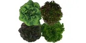 4-Pack Living Lettuce