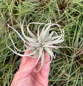 Tillandsia ‘Best in Class’ (T. xerographica X T. rothii)