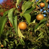 20th Century Asian Pear
