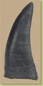 Acrocanthosaurus atokensis Tooth – 3.75 in (9.5 cm) – Display Replica