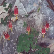 Aquilegia canadensis<br>Columbine