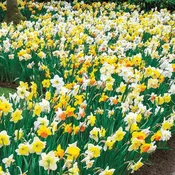 3 Months of Mixed Daffodils