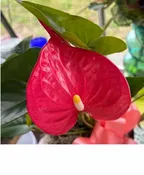ANTHURIUM
