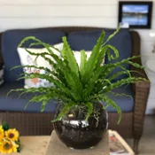 BIRD NEST FERN