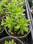 Green Pork & Beans, Jelly Bean Plant