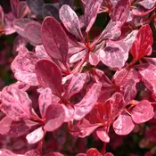 Barberry