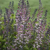 Decadence® Deluxe 'Pink Truffles' False Indigo (Baptisia)