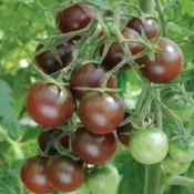 Tomato, Chocolate Cherry
