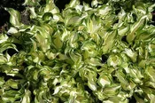 Aurea Marginata Wavy Hosta