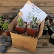 1 Succulent + 1 Cactus Subscription Box (Growing Kit)