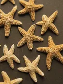 1-3" Sugar Sea Star, NA103