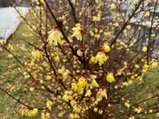 Chimonanthus praecox, 'Luteus' Yellow Wintersweet