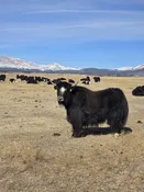 BCR Y651 2L057 — Pettee Ranch LLC