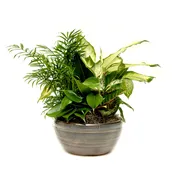 Ceramic Planter
