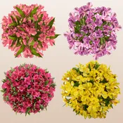 Alstroemeria Summer Mix