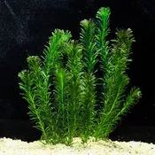 Anacharis