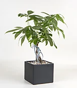 Decorative Money Tree