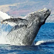Ali’i Nui Whale Watch