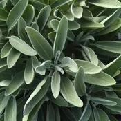 'Silver Scent' Perennial Salvia