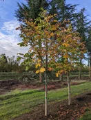 Baumann Double Horsechestnut | Aesculus hippocastanum 'Baumannii' — Northwest Shade Trees