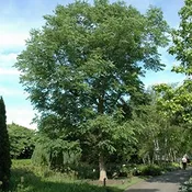 Coffee Tree, Kentucky ‘Espresso’