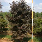 Acer Palmatum ‘Emperor I’